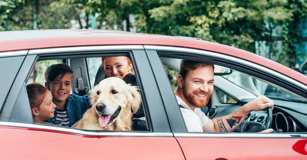 Top Tips for Driving With Pets in the Car